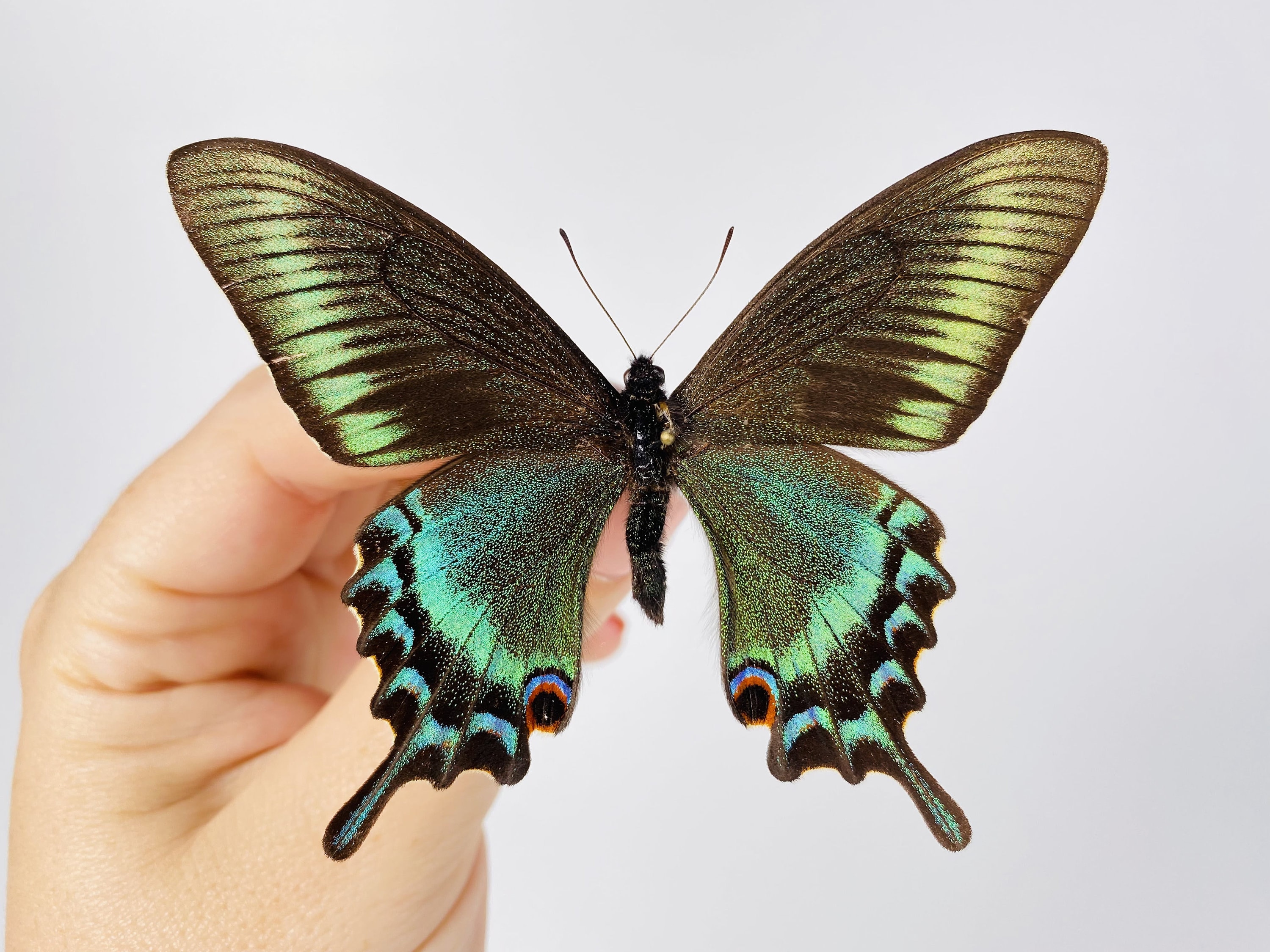 版画 SWALLOWTAIL BUTTERFLY Papilio Maackii Swallowtail Butterfly China - CN, Butterfly