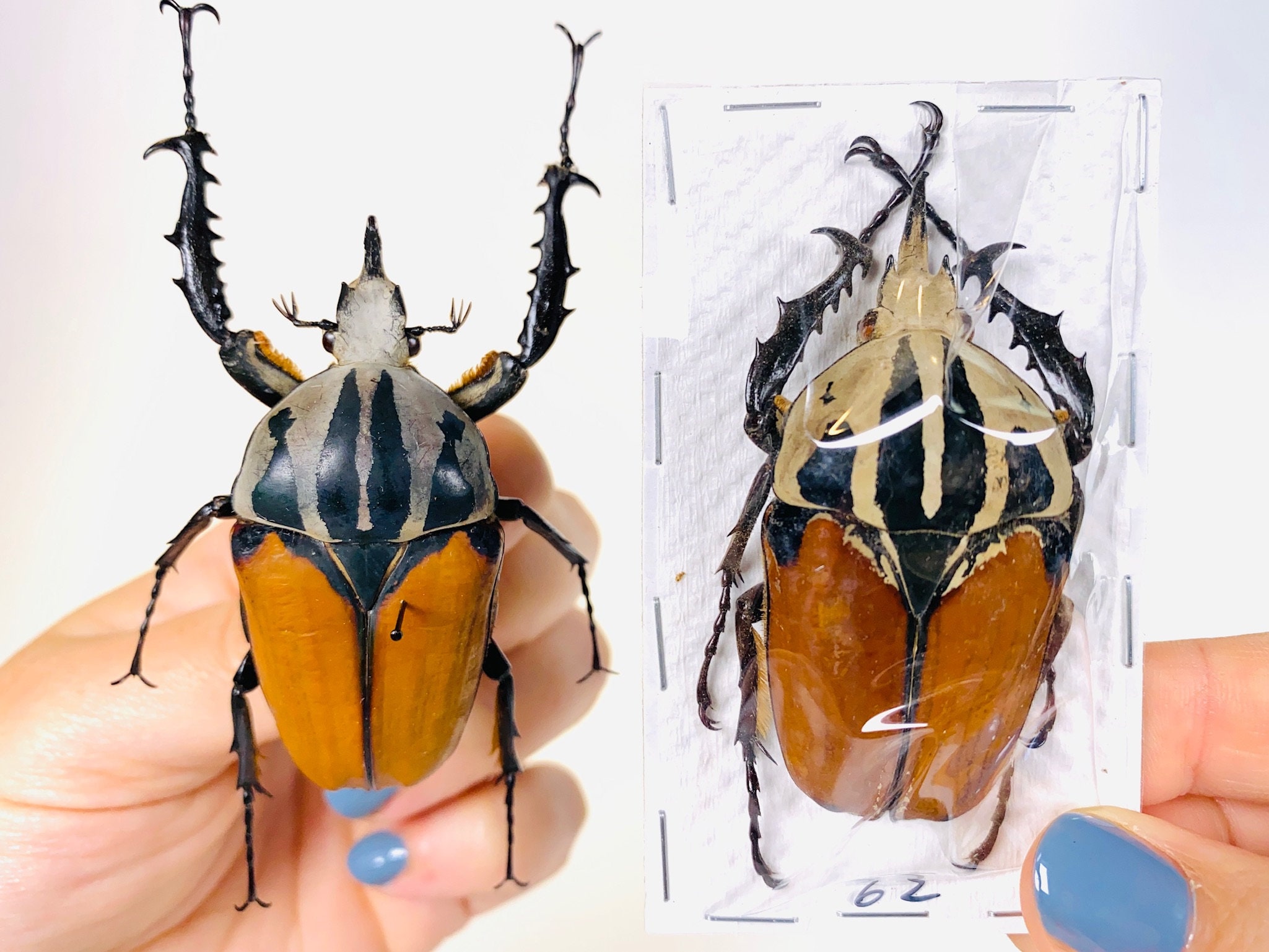 標本 Very Rare Mecosarthron buphagus 65mm Giant Orange Flower Beetle Mecynorrhina Oberthuri Unicolor