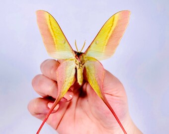 Actias dubernardi Chine (CN) - 野生捕獲 - チャイニーズムーン
