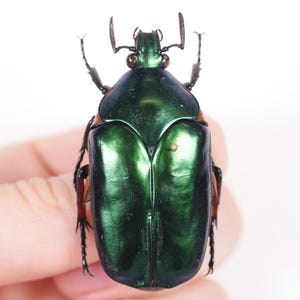 Green metalic flower beetle for artwork Agestrata orichalca