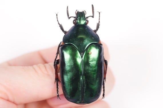 Agestrata Orichalca Philippines (PH) - Wild Caught - Green Metalic