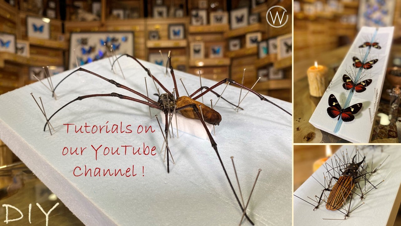 Real Giant Sabertooth Longhorn Beetle Macrodontia Cervicornis - Etsy