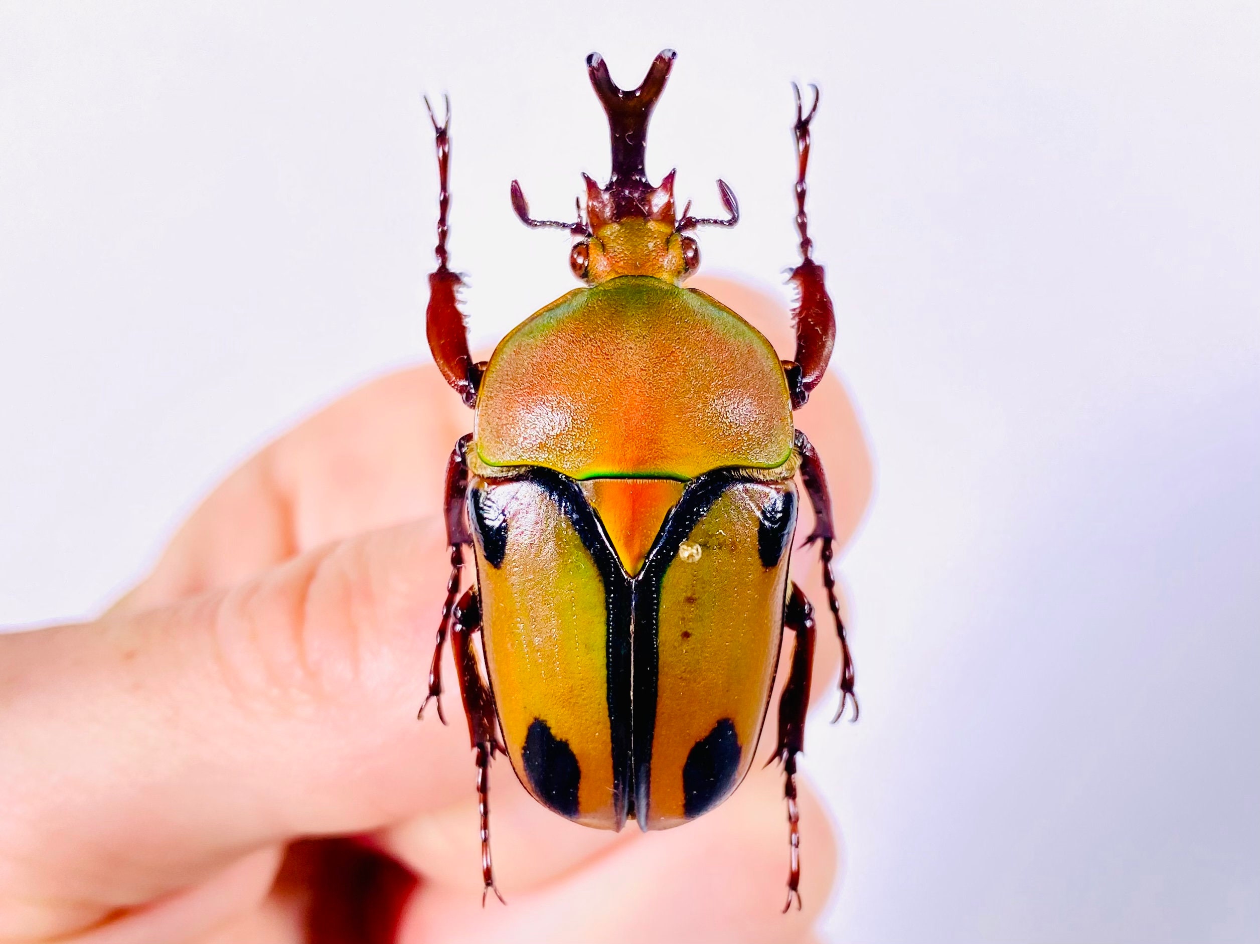 標本用品 Tanzania Eudicela e.euthalia 40mm Tanzania Eudicela e.euthalia 40mm Eudicella euthalia ssp