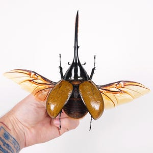 Dynastes hercules - Etsy 日本