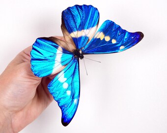 Morpho Rethenor Helena Peru (PE) - Wild Caught - Real Metallic