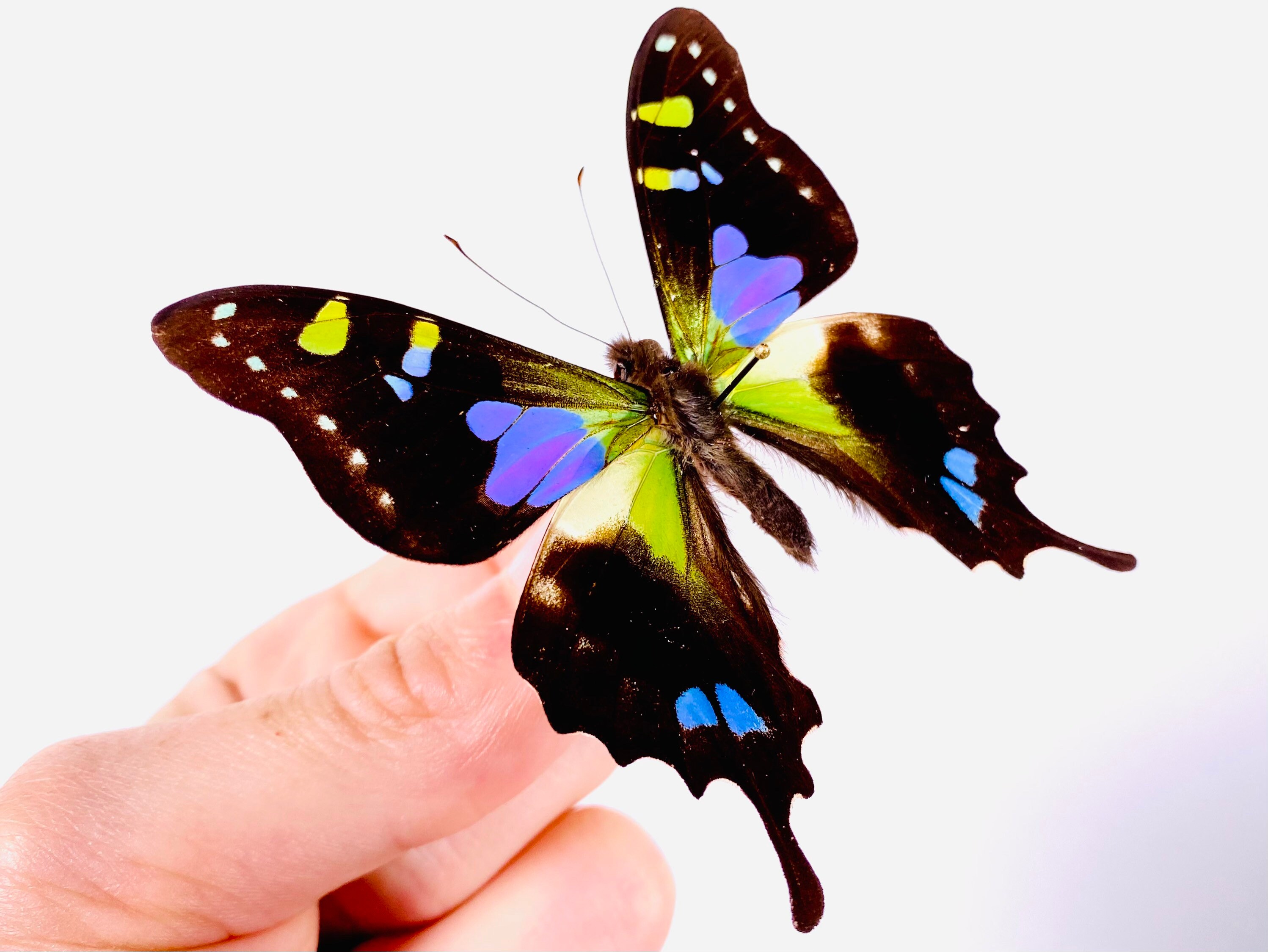 Graphium Weiskei, Purple Spotted Swallowtail, Indonesia-id, Real ...