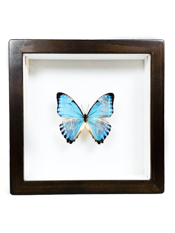 Morpho Aega - Real Butterfly - Canadian Wood Frame - Etsy