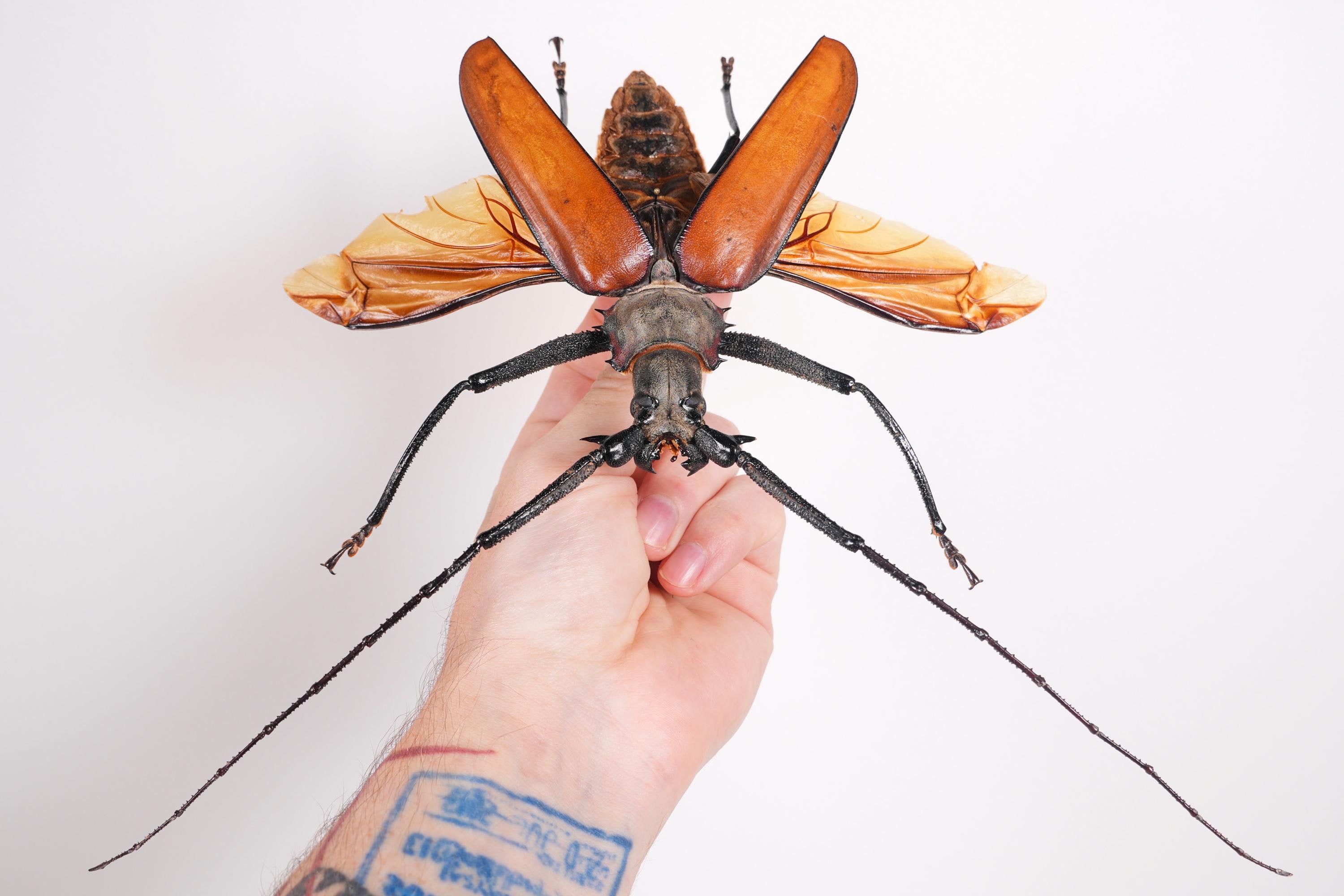本物の巨大なオオカミキリムシ Callipogon armillatus、剥製アート用の