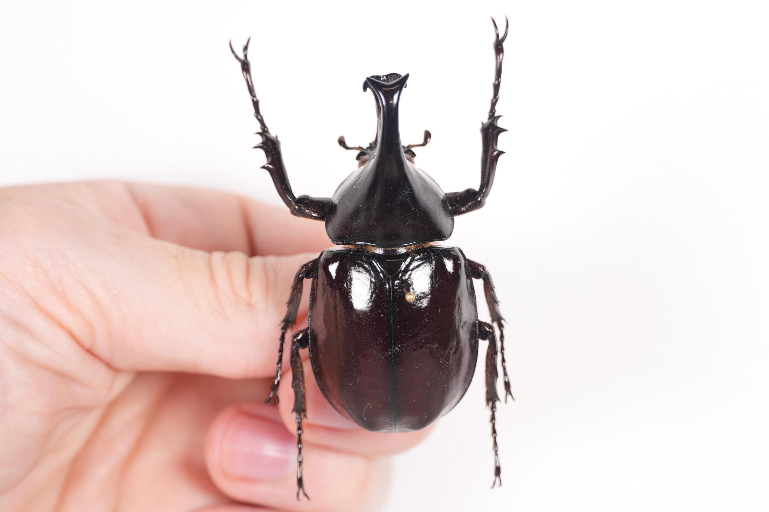 Xylotrupes gideon ulysses 本物のサイカブトムシ、タイ - TH、昆虫