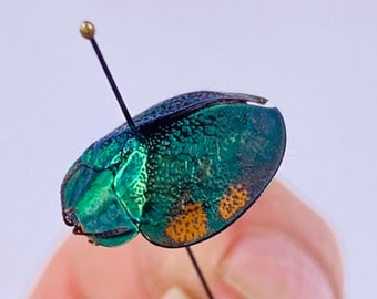 Cassidinae Sp. 3 Peru (PE) - Wild Caught - Tortoise Beetle