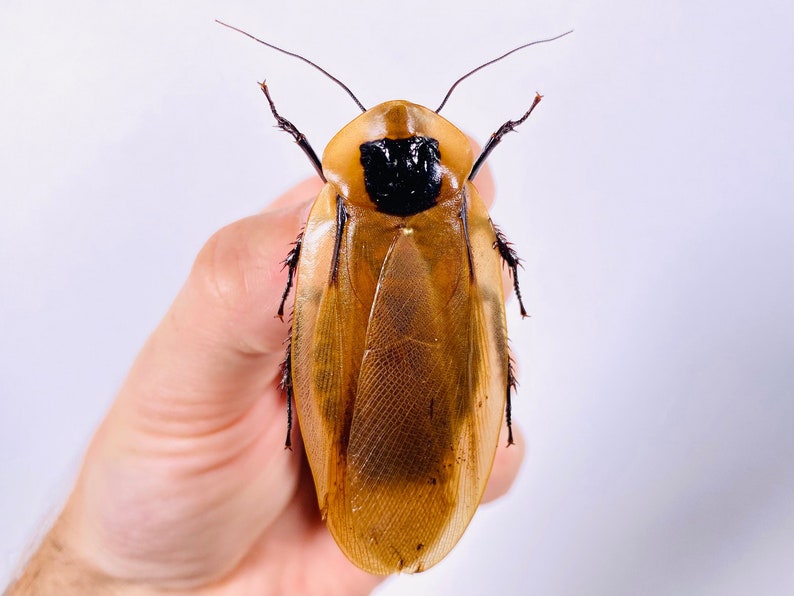 Blaberus giganteus real cockroach with wings for insect artwork, butterflies collection or taxidermy project. image 1