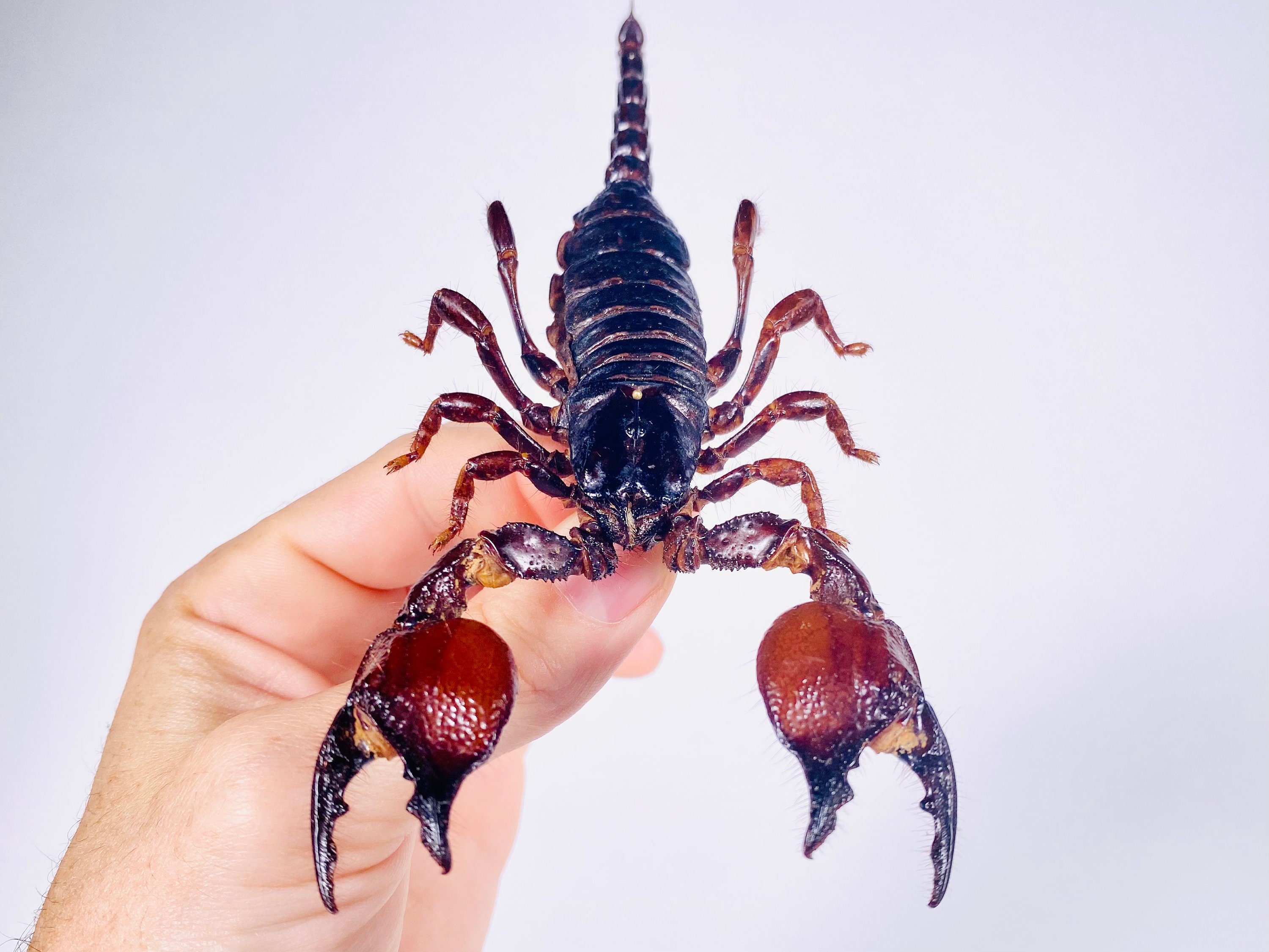 Pandinus Sp. Scorpion Real Birdwing Arachnid Unmounted for Artwork