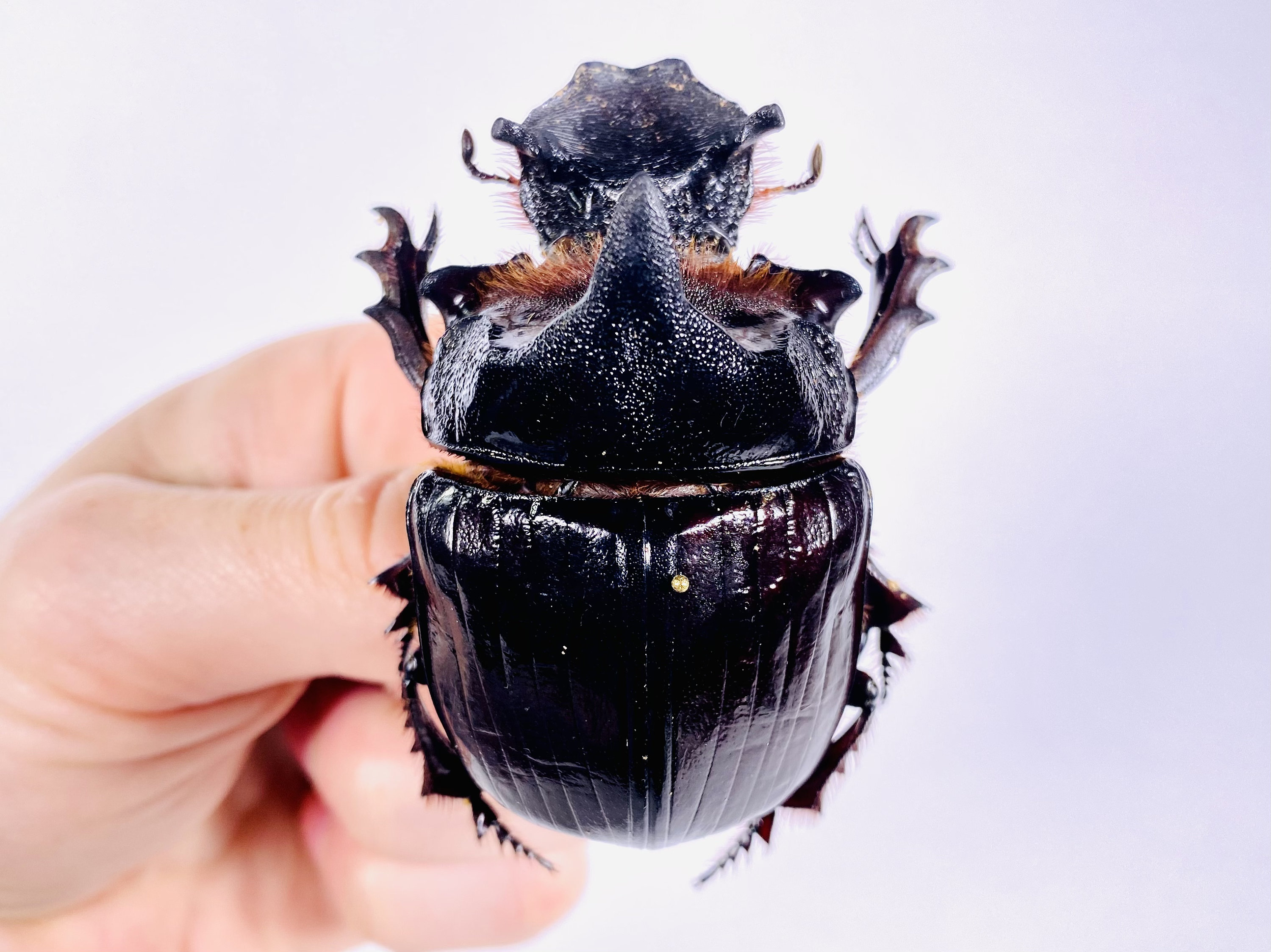 Heliocopris dominus 本物の乾燥フンコロガシの昆虫標本（未装着、美術