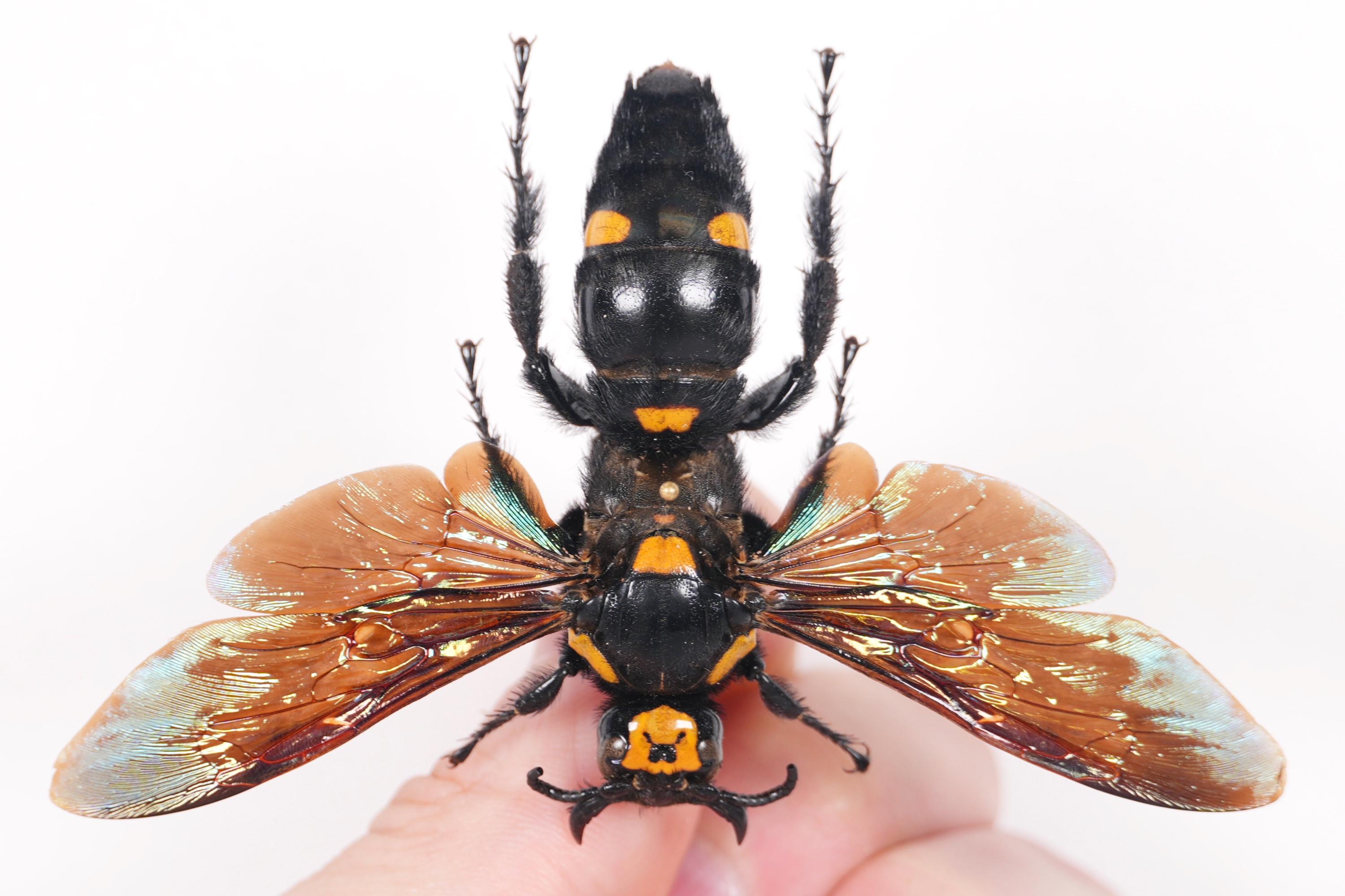 Giant Real Wasp for Artwork Megascolia Procer Female Spread