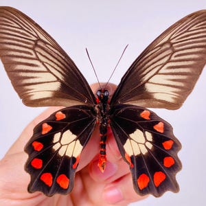 Könnte beinhalten: Ein schwarz-weißer Schmetterling mit roten Flecken auf seinen Flügeln. Der Schmetterling hat einen weißen Streifen in der Mitte seiner Flügel.