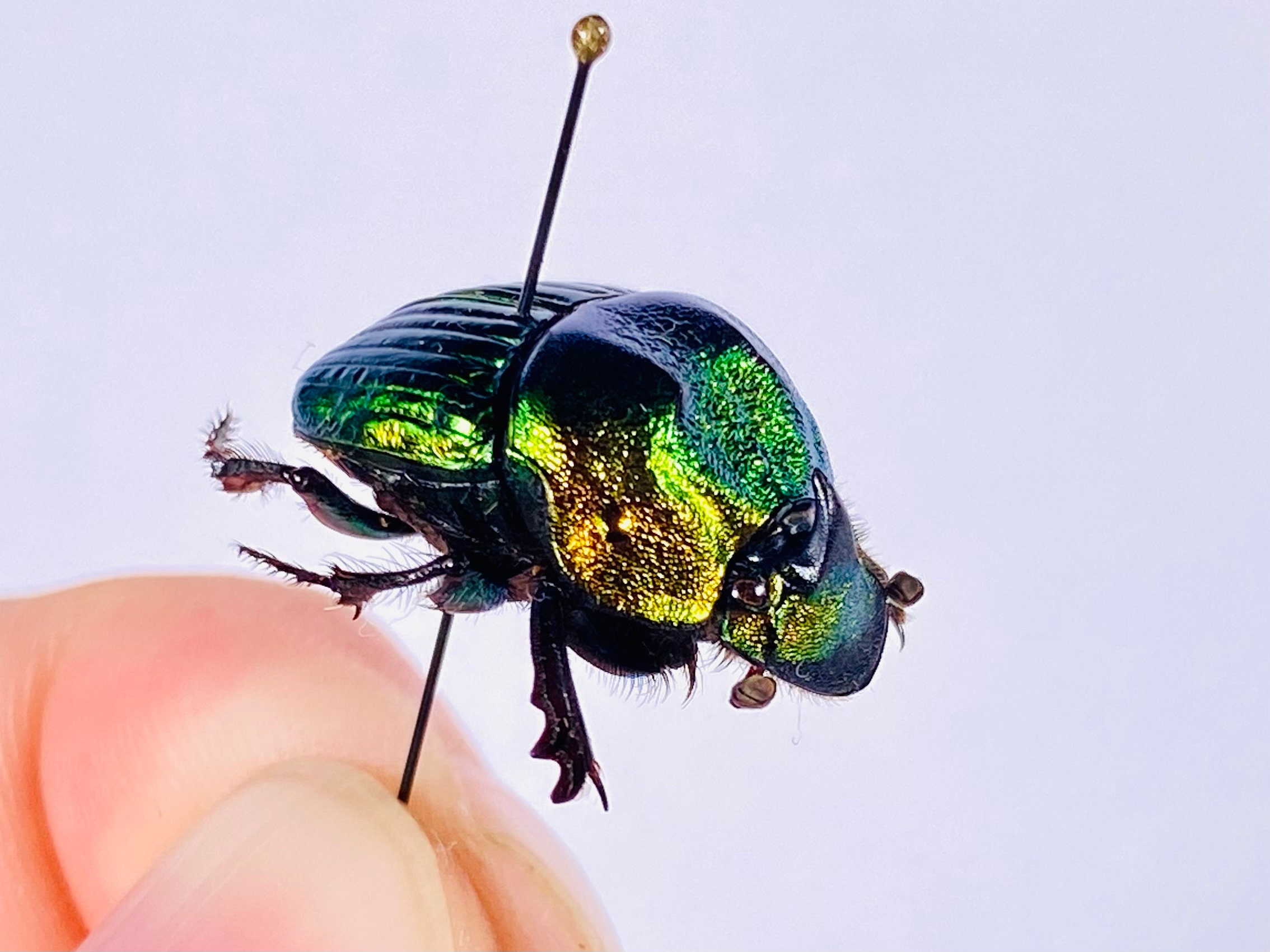 Phanaeus Mexicanus SMALL Real Dung Beetle for Insect Artwork