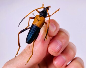 Schmidtiana borneoensis ボルネオの本物のカミキリムシ、剥製アート