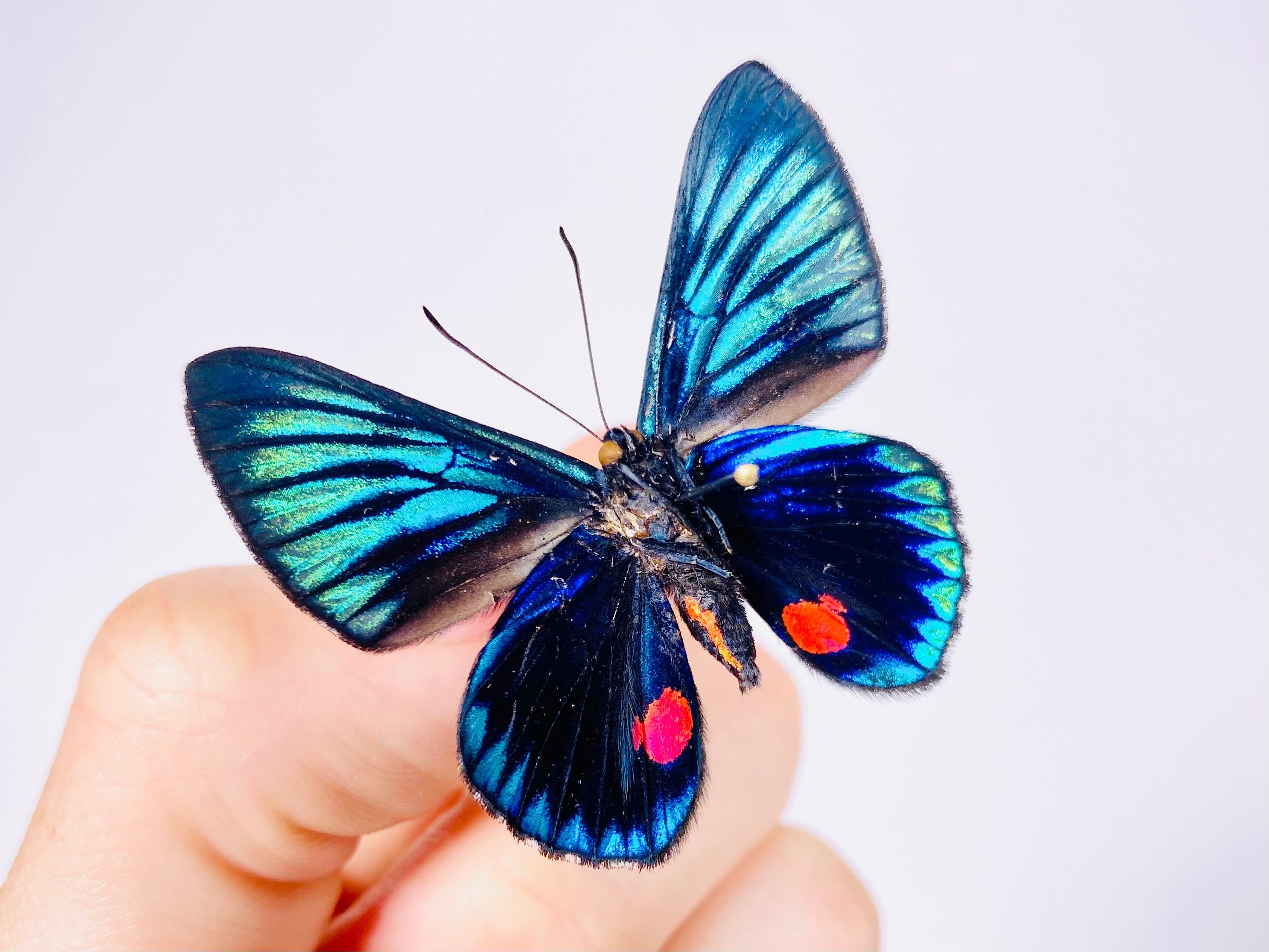 Necyria Duellona/bellona, White-dashed Hairstreak, Peru - PE