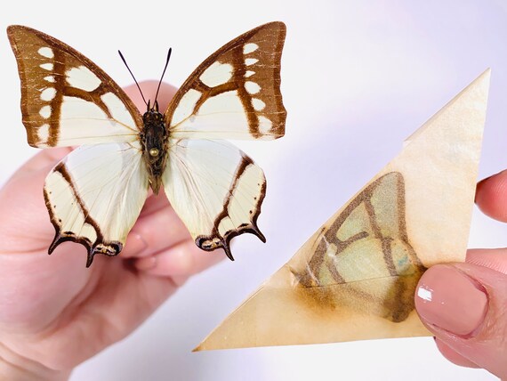 昆虫アート、蝶のコレクション、剥製プロジェクトのためのPolyura