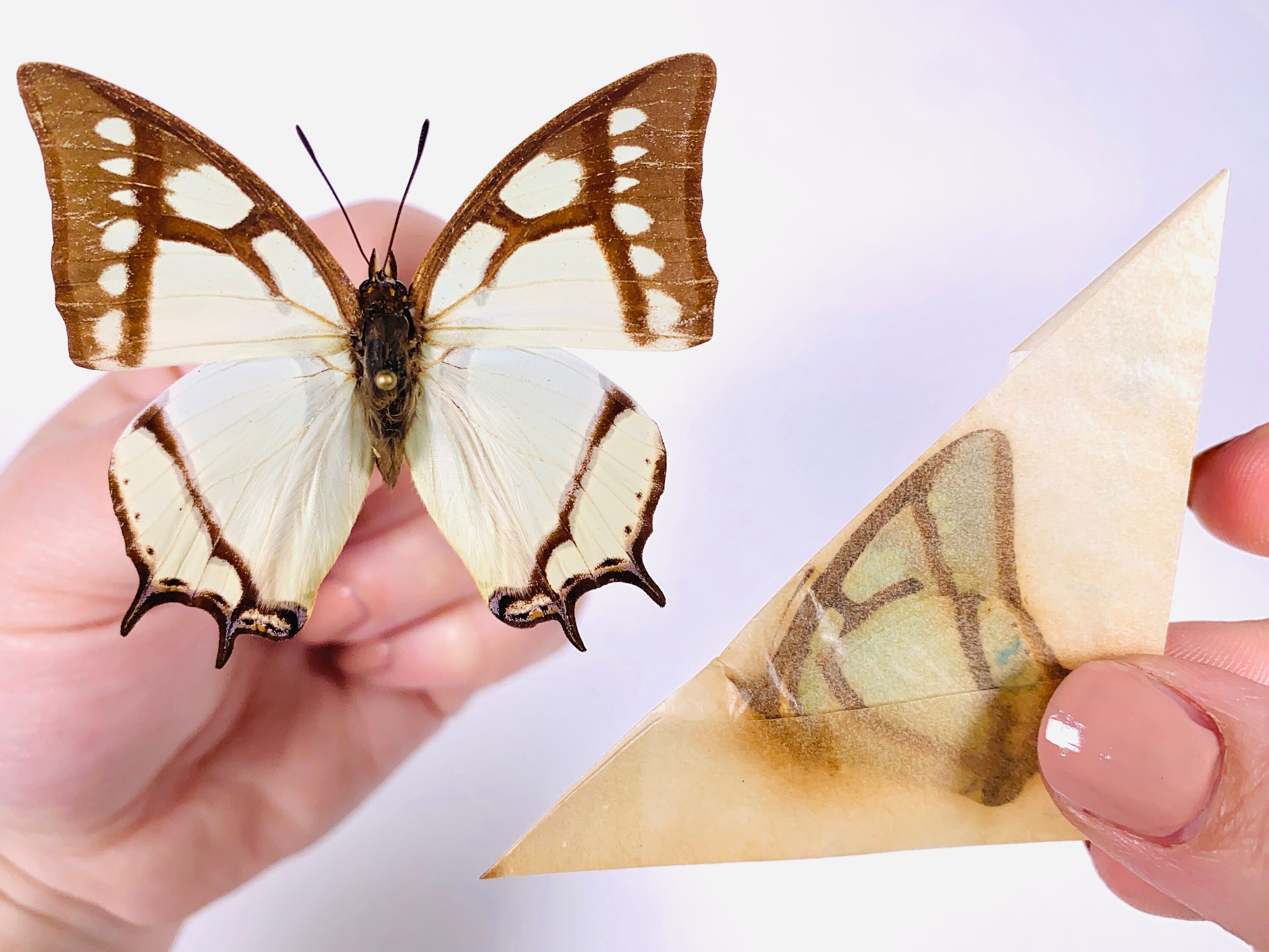 昆虫アート、蝶のコレクション、剥製プロジェクトのためのPolyura