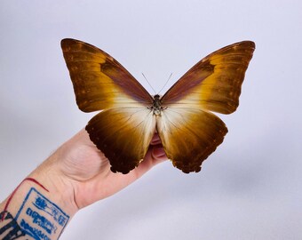 Morpho Cisseis/phanodemus Peru (PE) - Wild Caught - Blue Orange