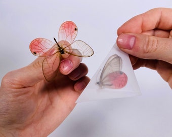 グラスウィング バタフライ Cithaerias aurorina ペルー - PE、昆虫