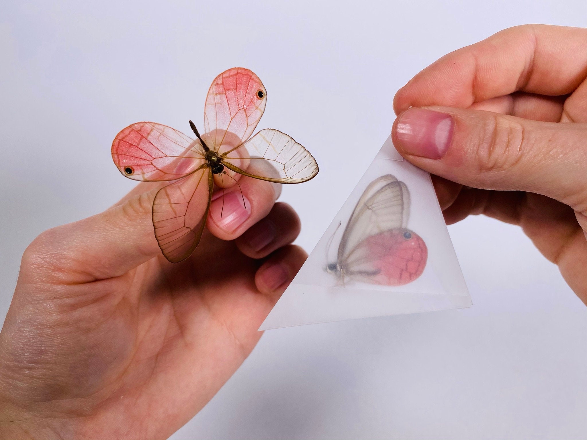 グラスウィング バタフライ Cithaerias aurorina ペルー - PE
