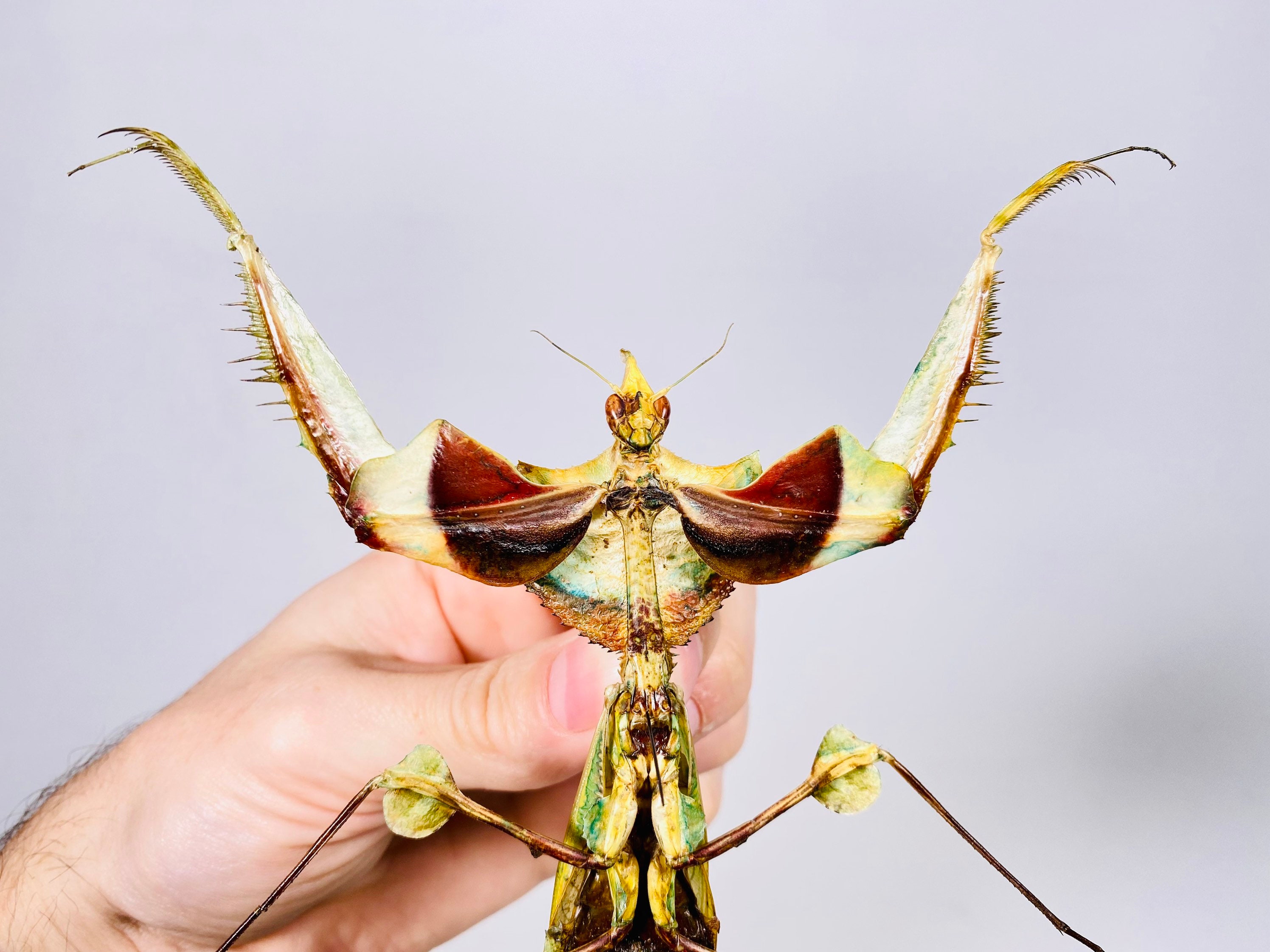 Idolomantis Diabolica, Giant Devil's Flower Mantis, Kenya - KE, Insect ...
