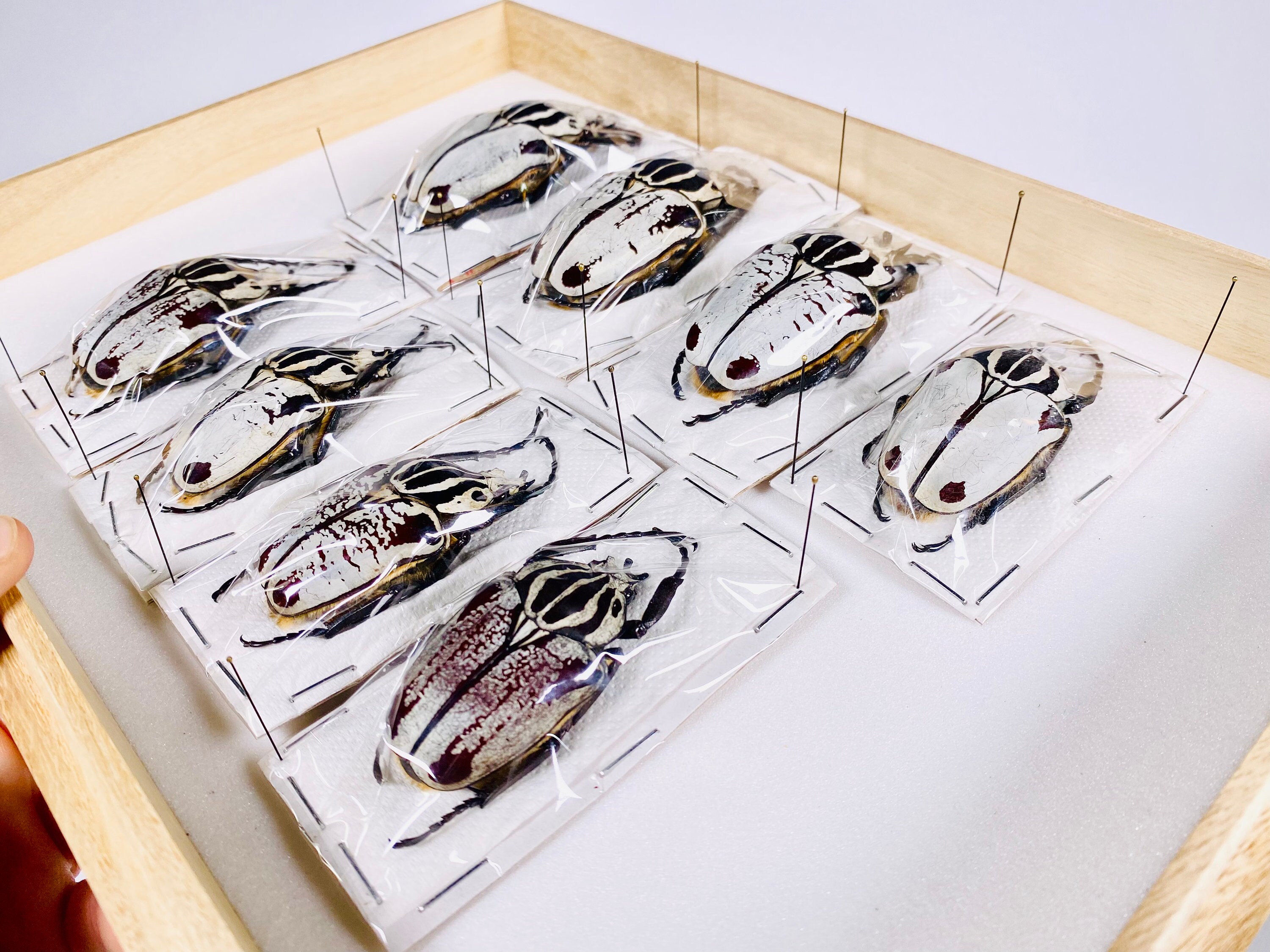 Goliathus Goliatus Rare White Specimens by the Unit # 11 to #18