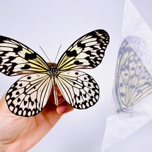 Idea leuconoe obscura real butterfly unmounted for artwork taxidermy art project insect collection image 9