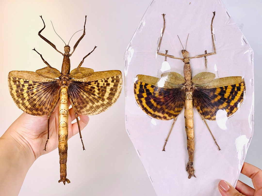 アンボン島産　特大　ギガスナナフシ　20cm アンボン島産 特大 ギガスナナフシ 20cm 全長62.4センチのナナフシ