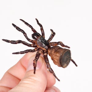 Trapdoor spider - Etsy 日本