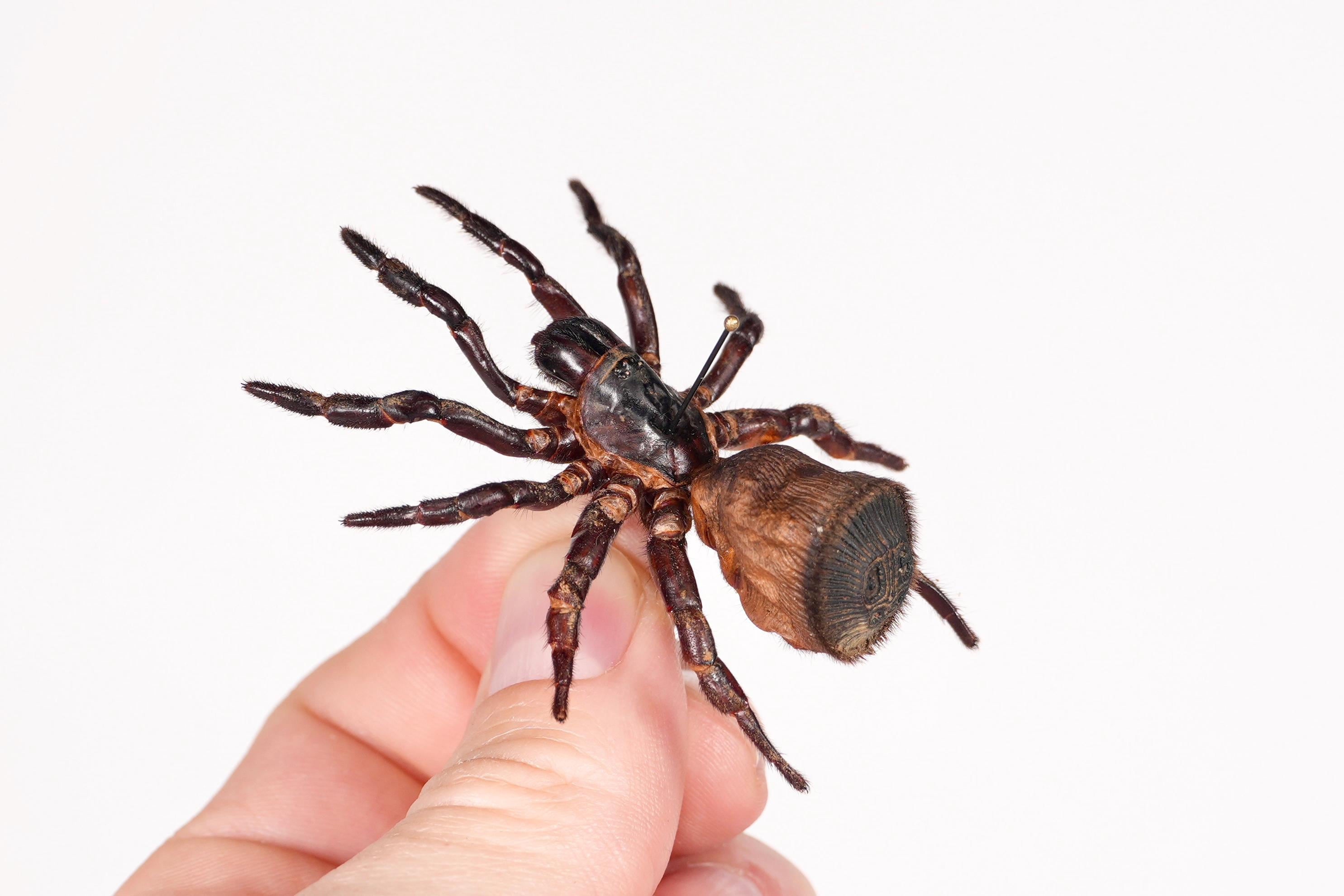 標本】トゲグモ フレンチギアナハンツマン トゥルースパイダーマン