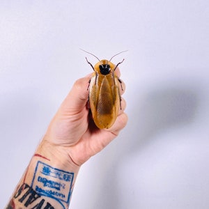 Blaberus giganteus real cockroach with wings for insect artwork, butterflies collection or taxidermy project. image 3