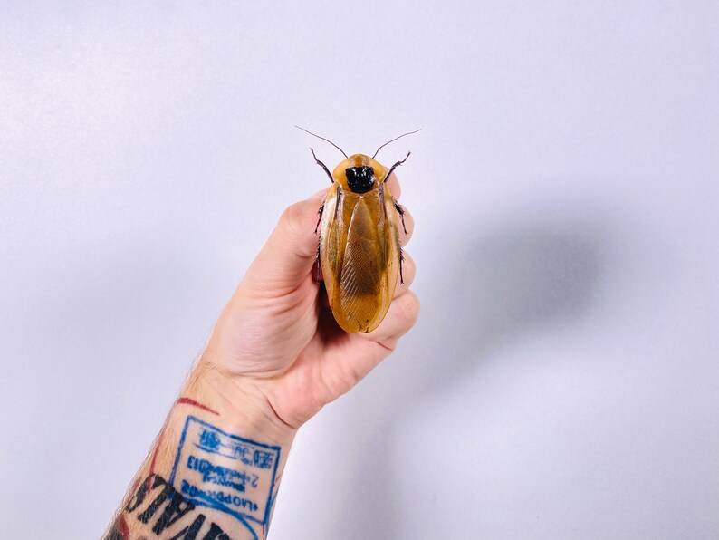 Blaberus giganteus real cockroach with wings for insect artwork, butterflies collection or taxidermy project. image 3