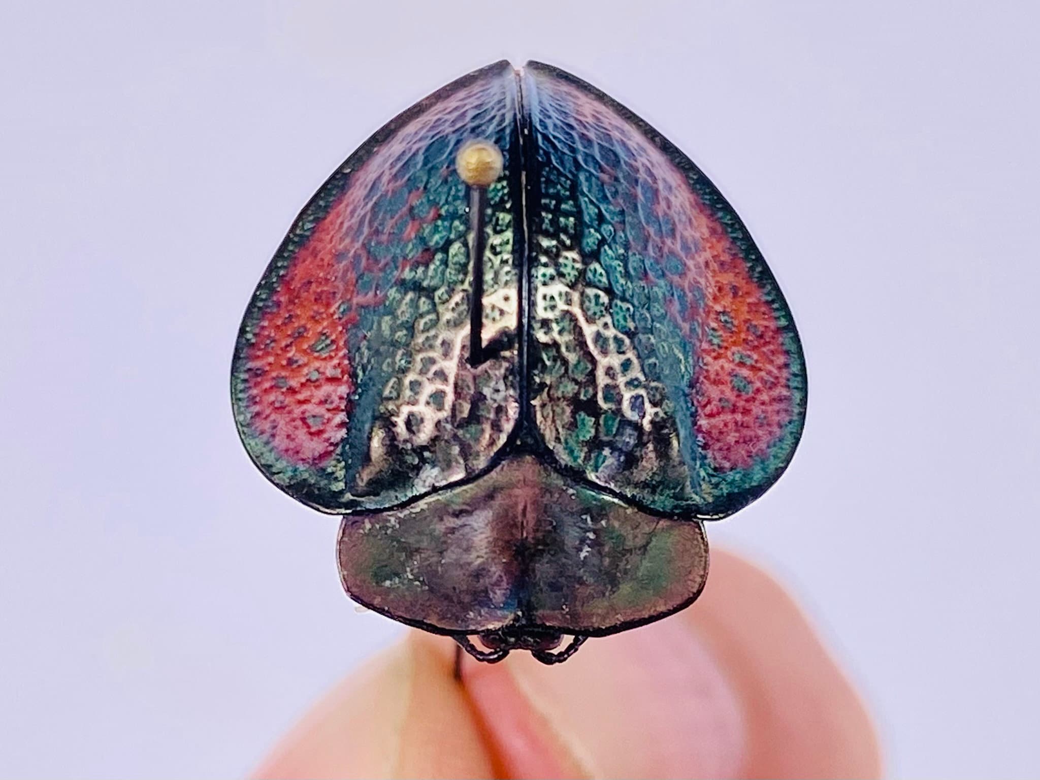Cassidinae Sp. 6 Peru (PE) - Wild Caught - Tortoise Beetle