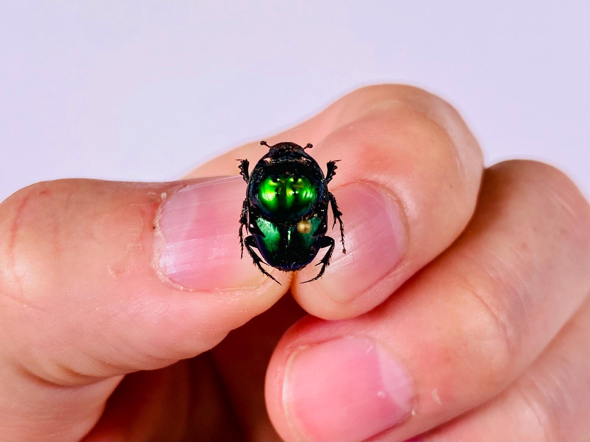 Proagoderus rangifer オス、タンザニア連合共和国 - TZ、昆虫アート