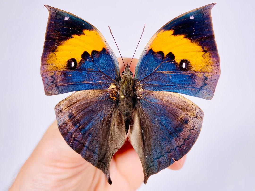 洋書 Butterflies from China, Japan, and Corea Butterflies from China, Japan, and Corea. COMPLETE 6-part