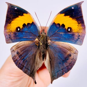 May include: A butterfly with blue, yellow and brown wings. The butterfly has a dark brown body and is spread out with its wings open.