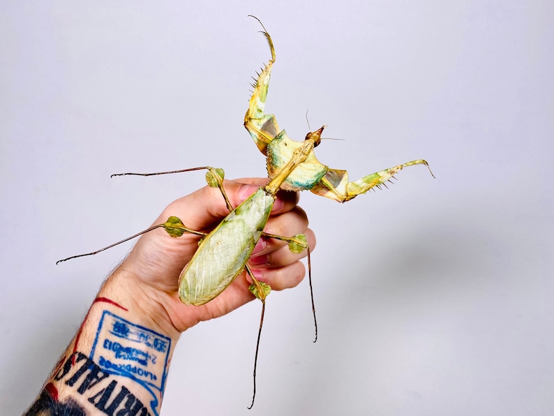 Mante géante à la fleur du diable pour lœuvre dart Idolomantis diabolica image 4