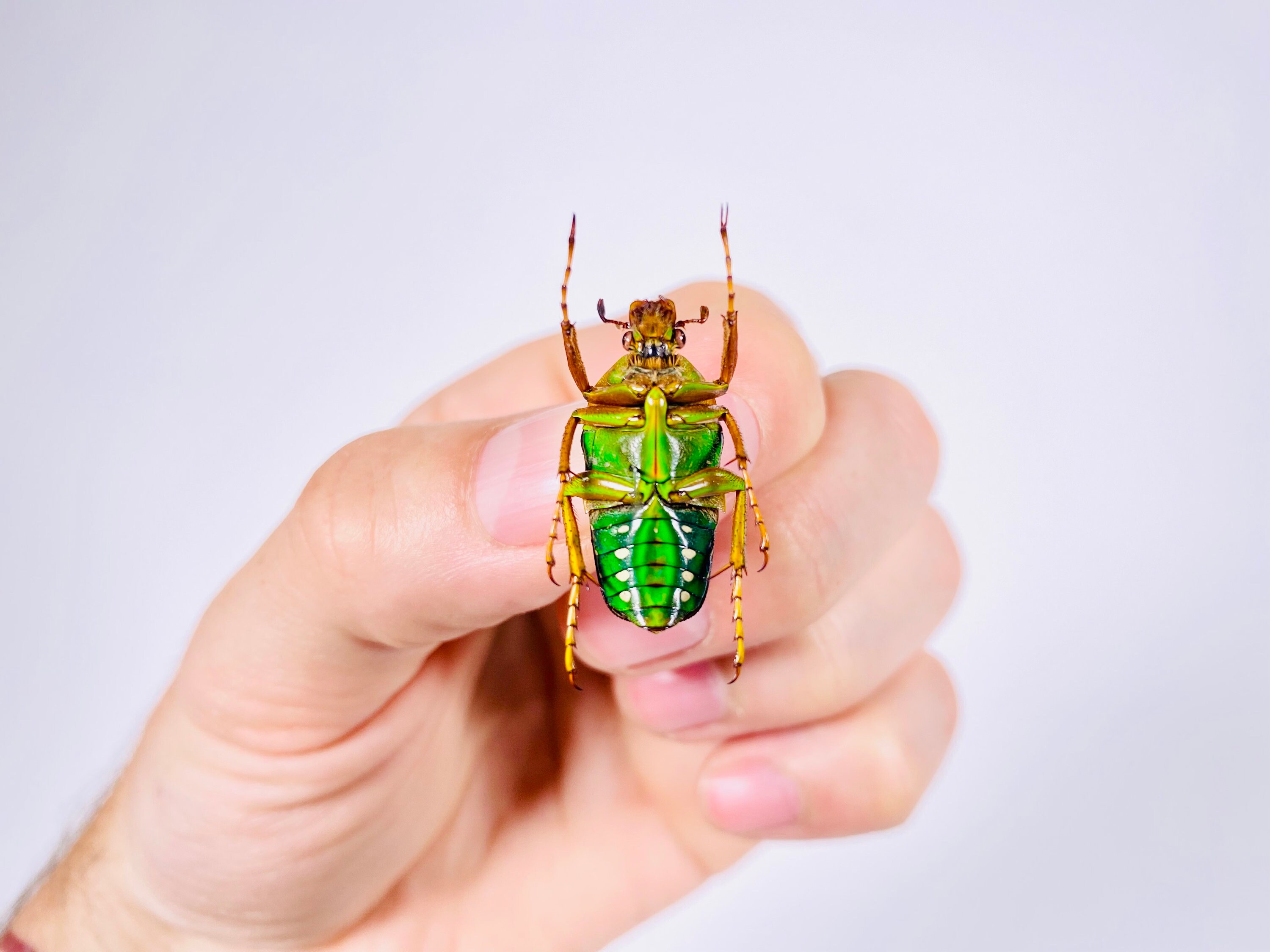 Stephanorrhina Julia Male Cameroon (CM) - Wild Caught - Rainbow