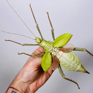 Giant stick insect for artwork Heteropteryx dilatata image 4