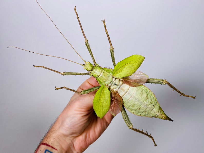 Giant stick insect for artwork Heteropteryx dilatata image 4