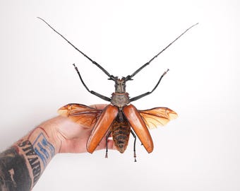 本物の巨大なオオカミキリムシ Callipogon armillatus、剥製アート用の
