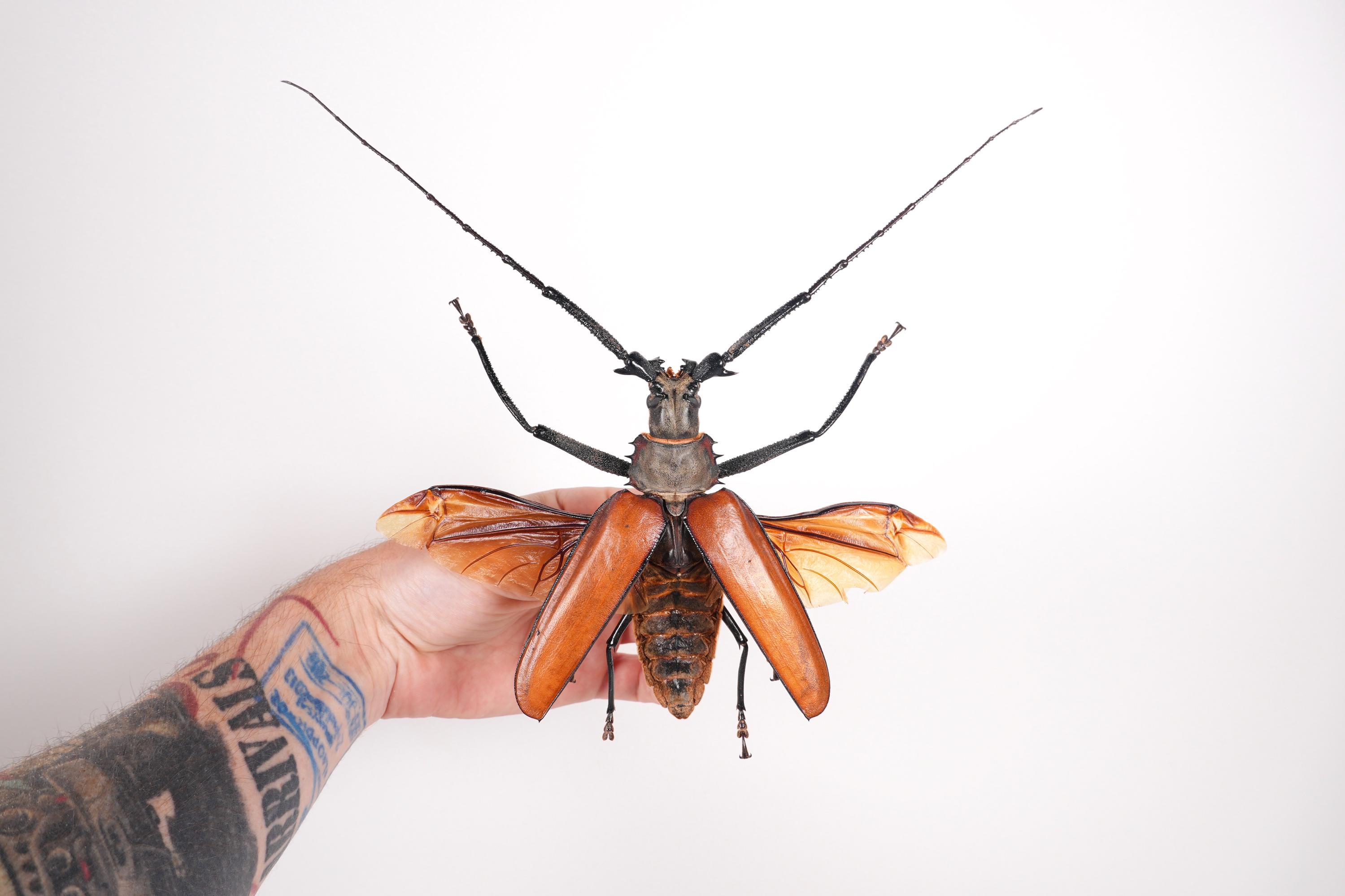 ペルーカミキリムシ　Callipogon Armillatus ？約112mm 本物の巨大な角のある甲虫 Callipogon armillatus、剥製作品用の