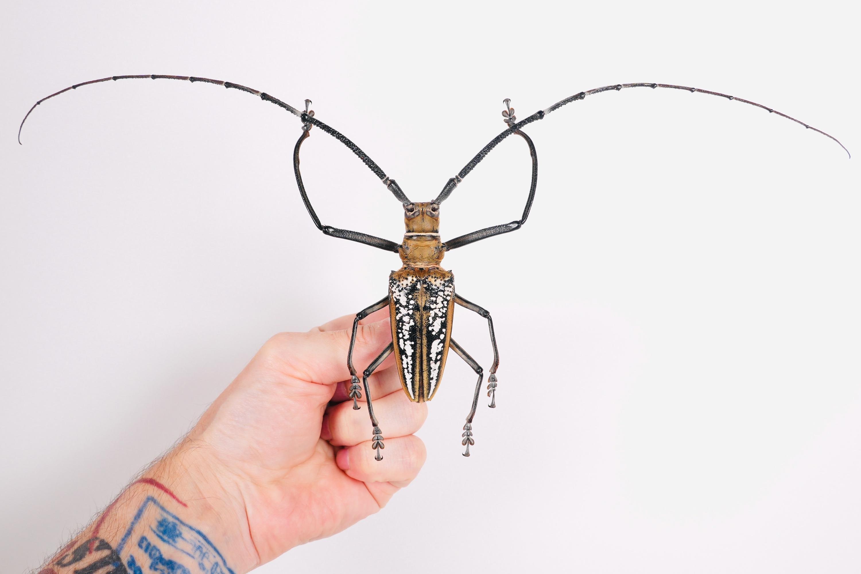 Gigantic Long Horned Beetle Batocera Wallacei Indonesia (ID