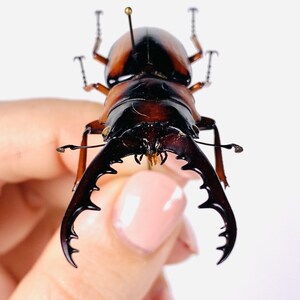 African stag beetle Prosopocoilus savagei Unmonted for artwork, taxidermy project and insect collection. image 3