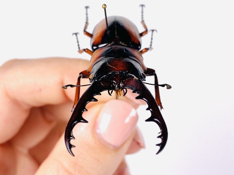 African stag beetle Prosopocoilus savagei Unmonted for artwork, taxidermy project and insect collection. image 3