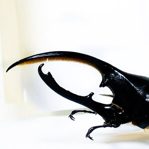 Real giant rhino beetle Dynastes hercules for taxidermy artwork insect collection image 5