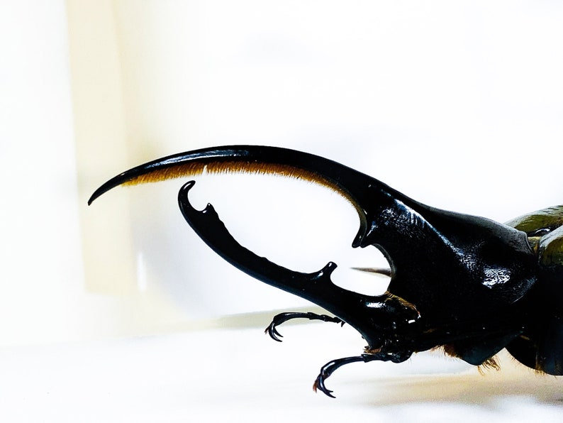 Real giant rhino beetle Dynastes hercules for taxidermy artwork insect collection image 5